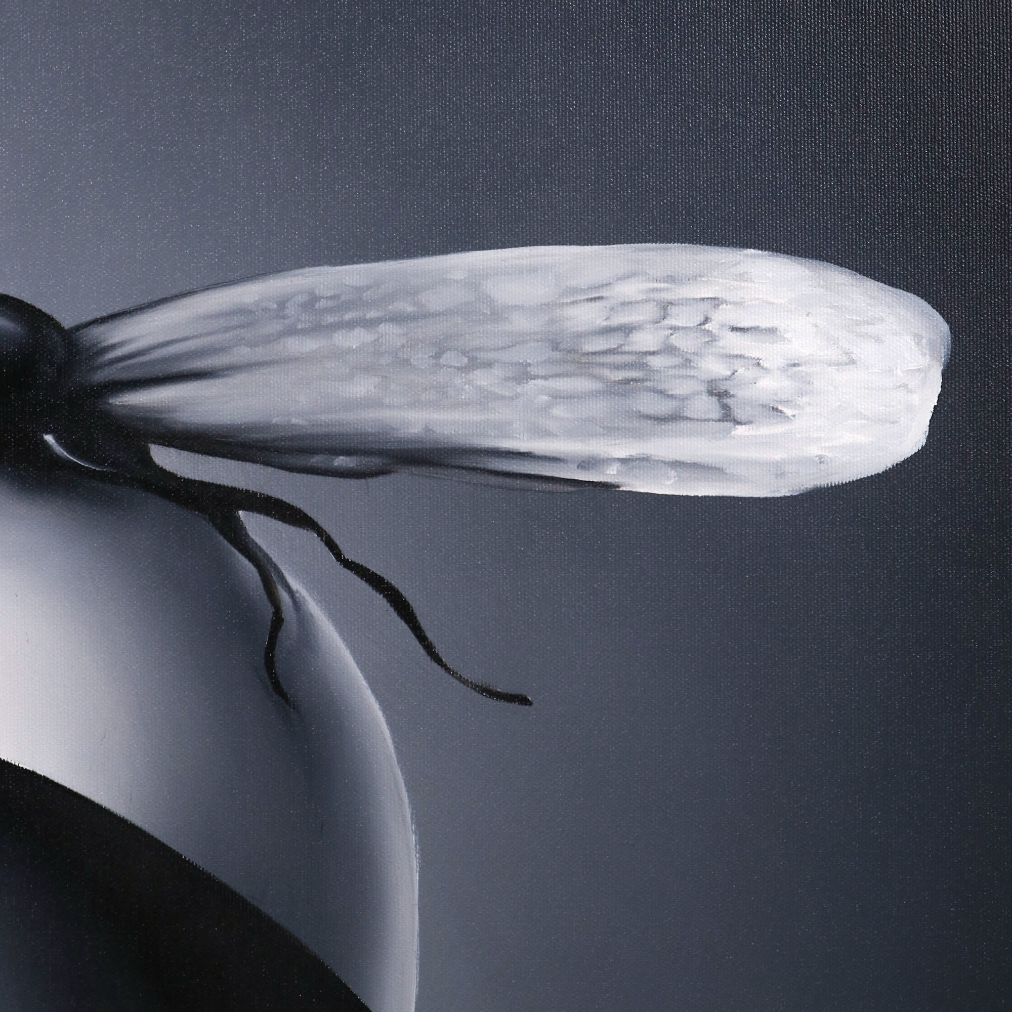 insecta