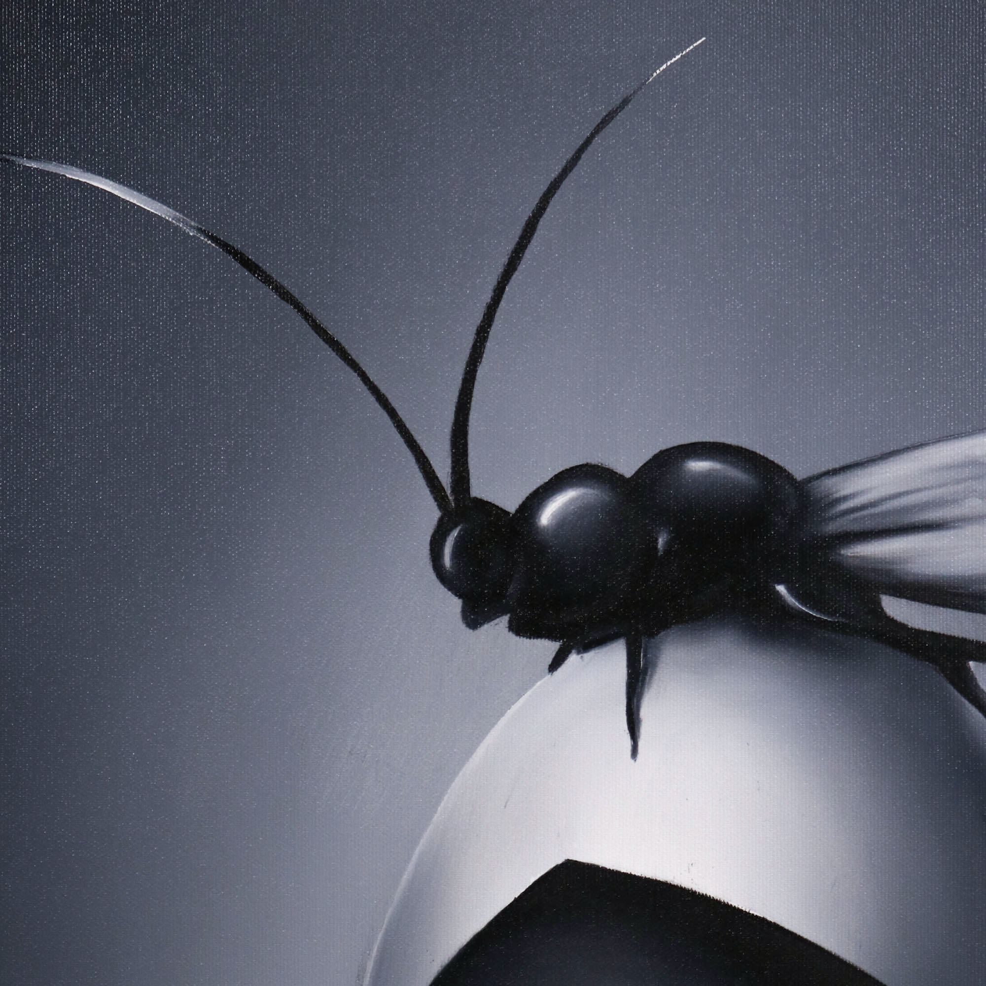 insecta